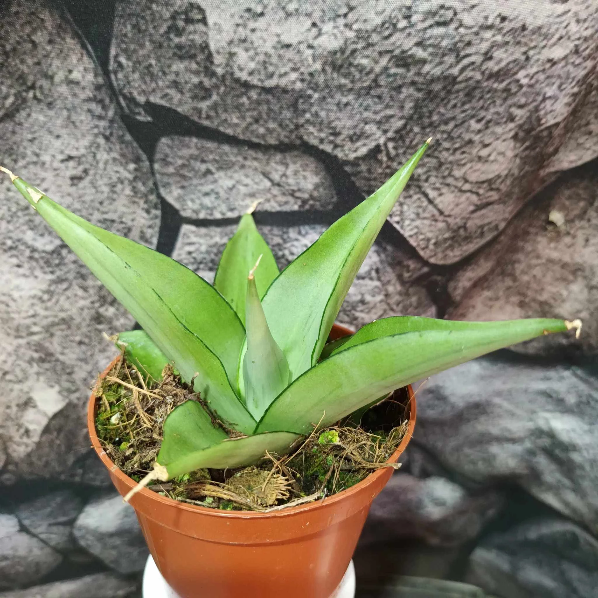 Sansevieria 'Manee Thawee'