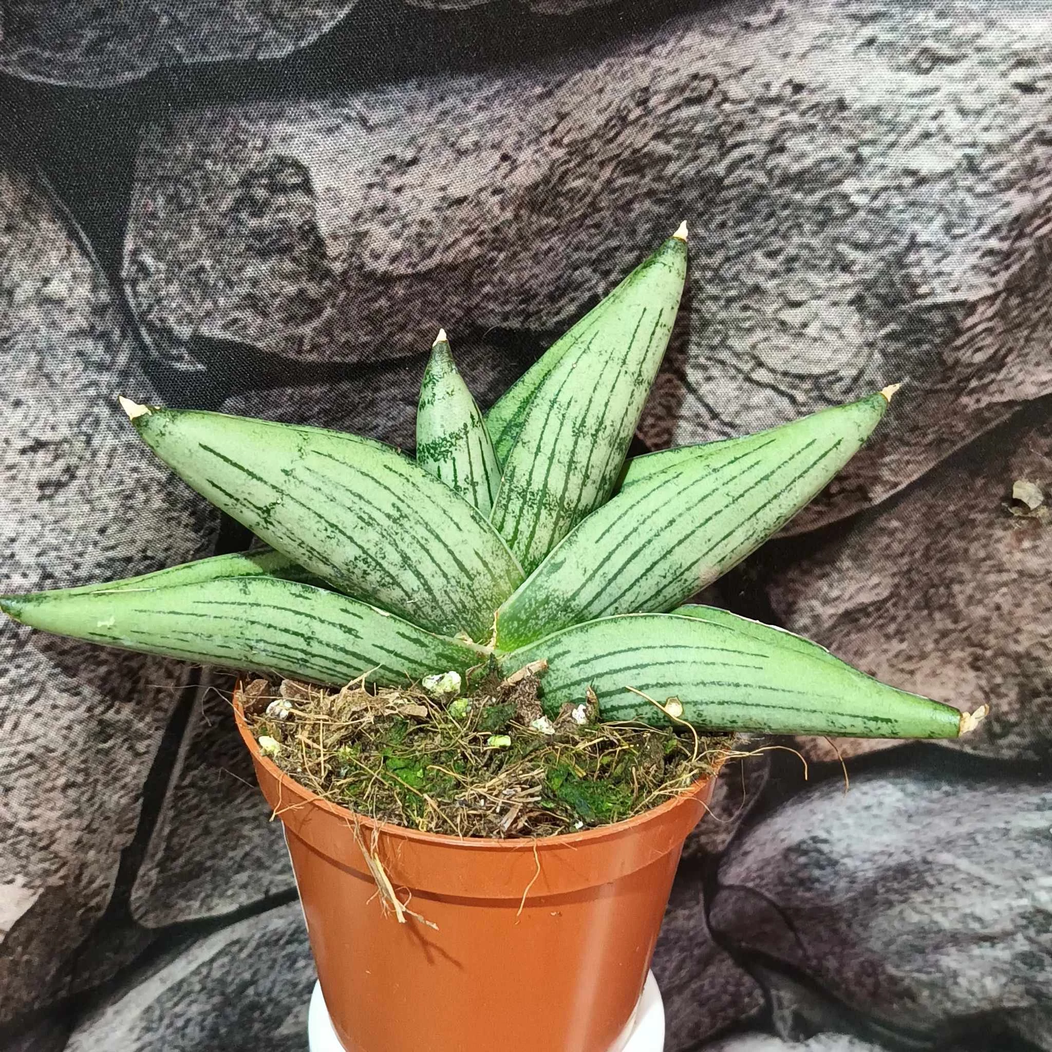 Sansevieria 'Rookie'