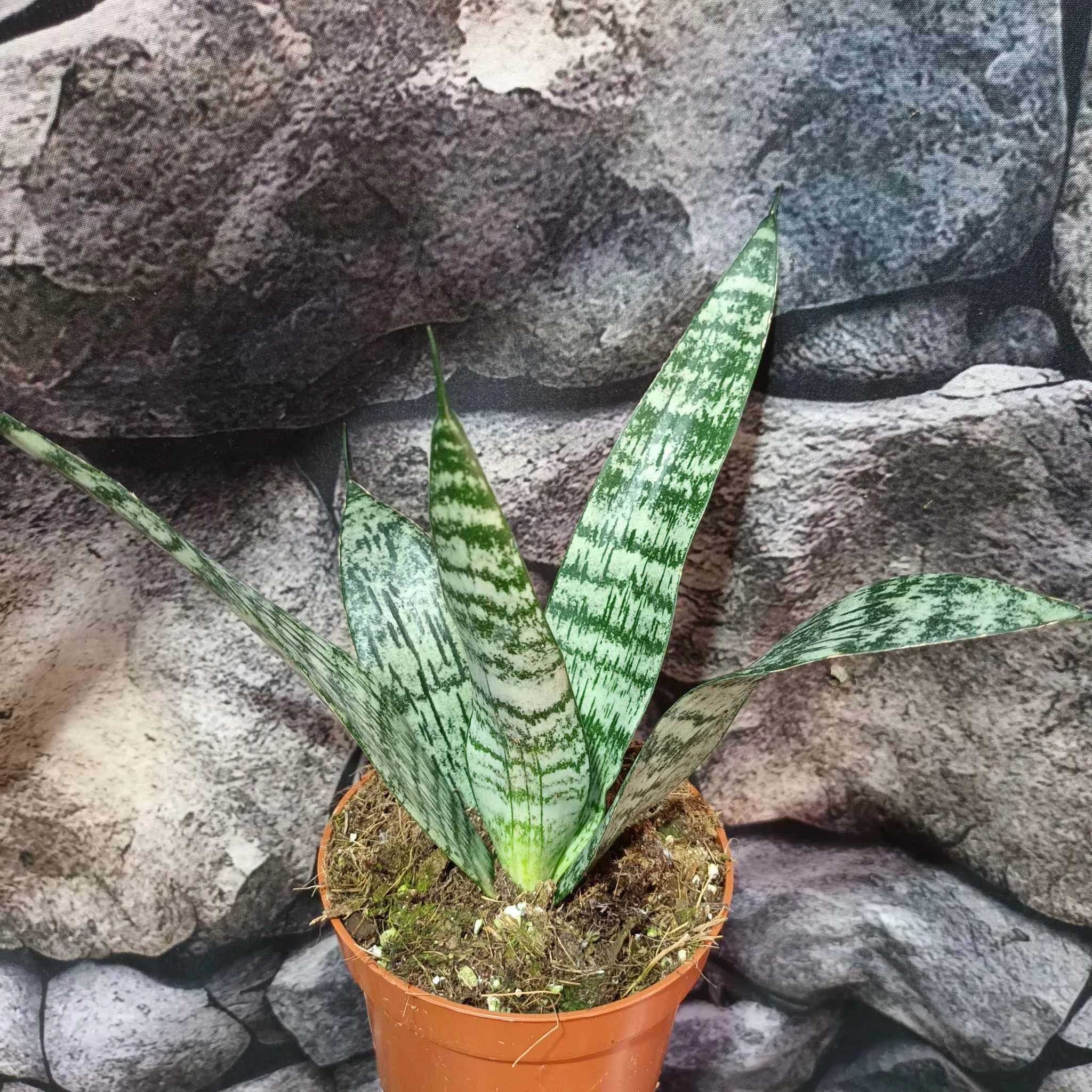 Sansevieria 'Everest'