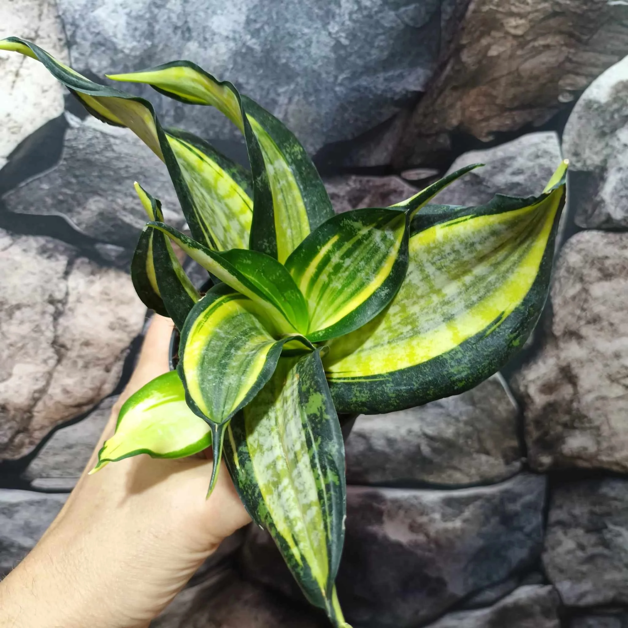 Sansevieria hahnii 'Curly Spiral'