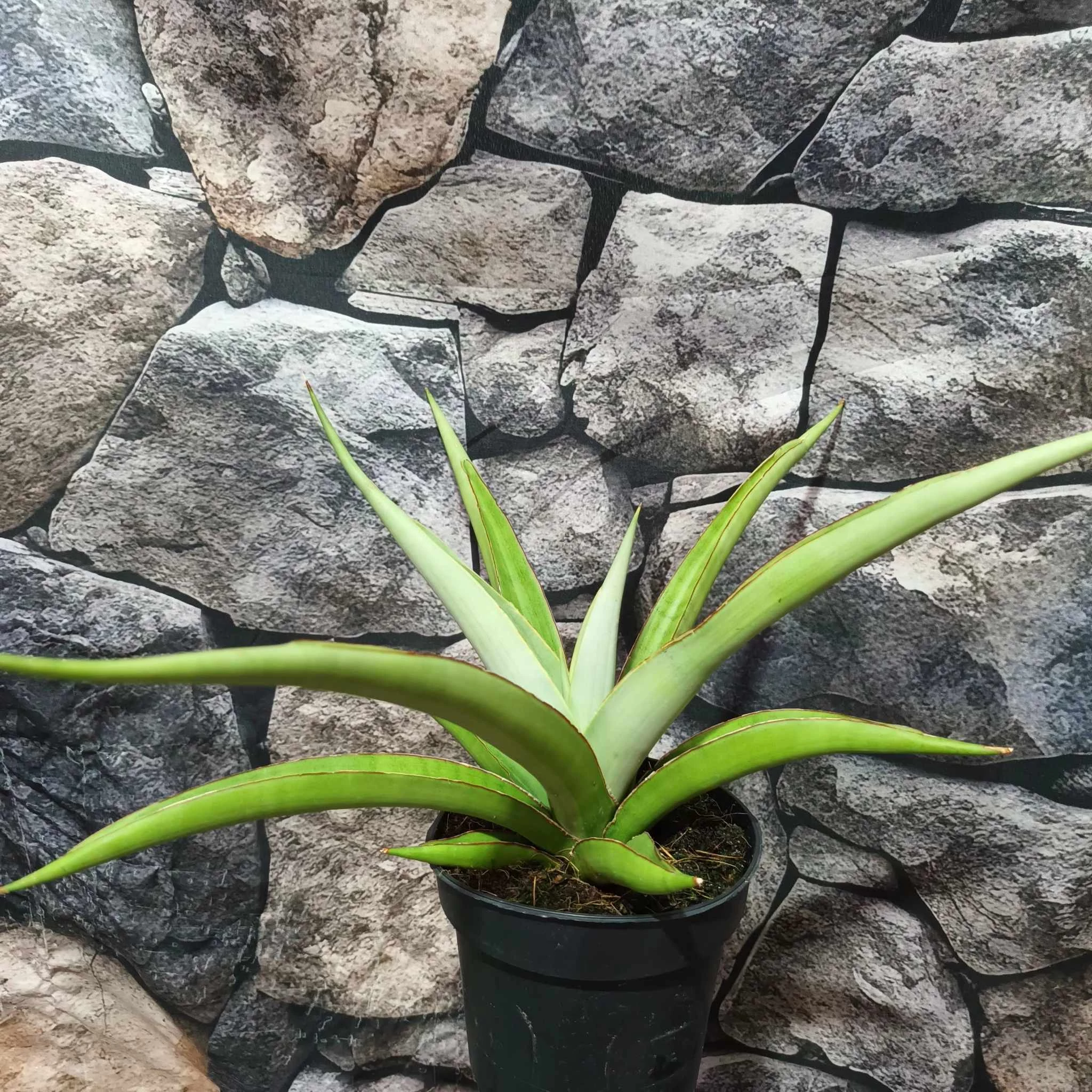 Sansevieria 'Comet Pastel Grey'