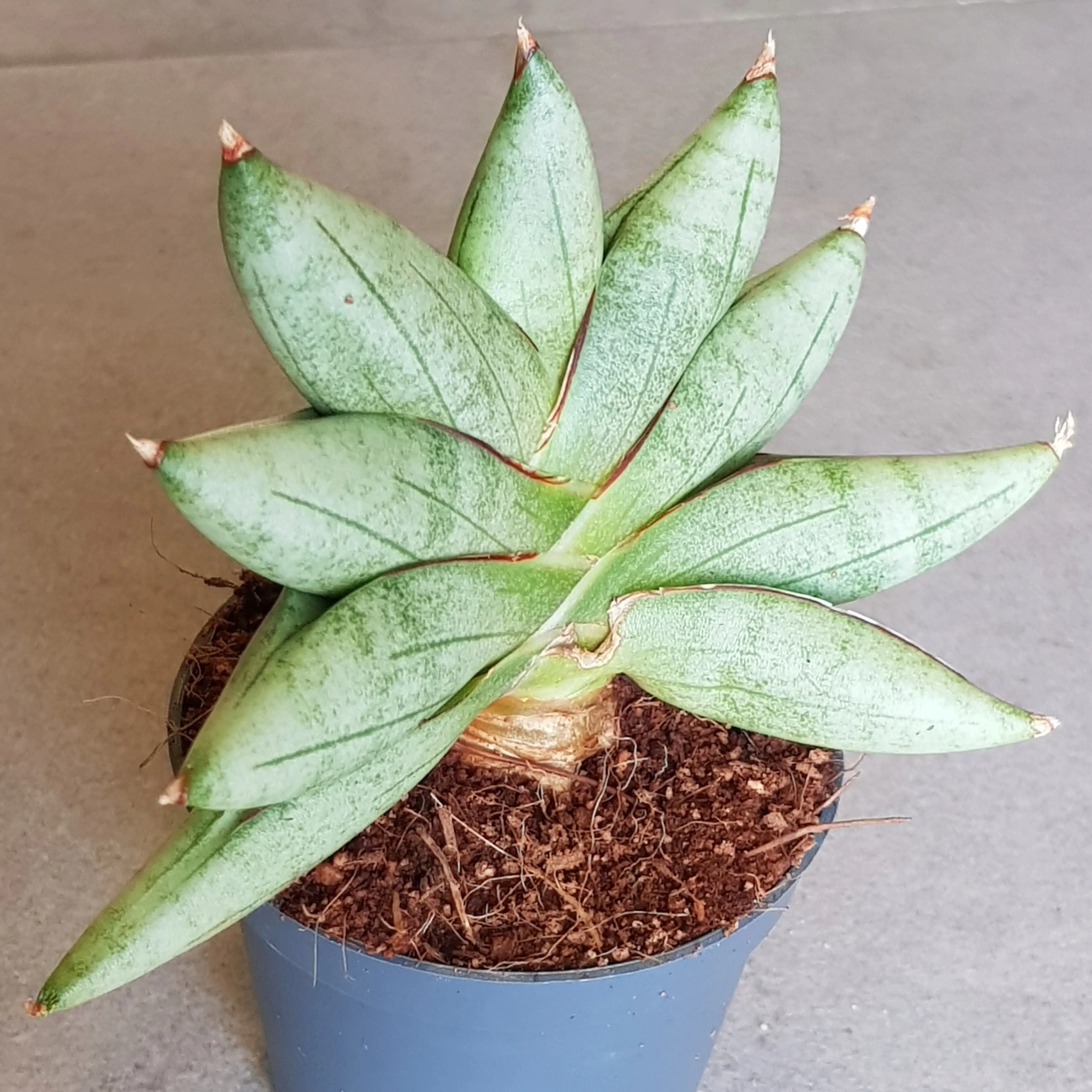 Sansevieria 'Artistic Fan'