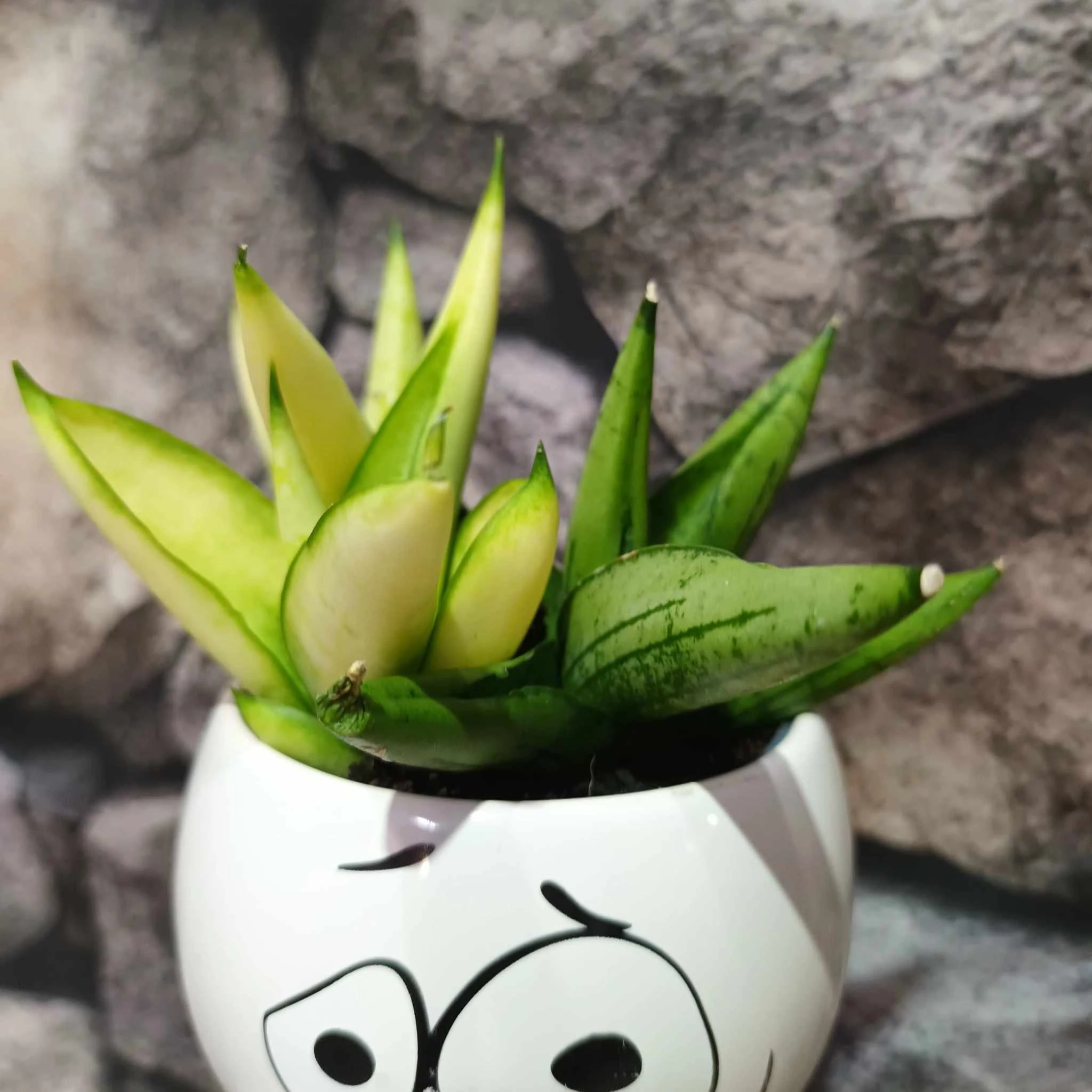 Sansevieria 'Yellow Tip Crown'