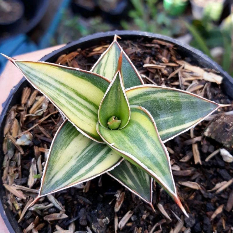 Sansevieria lavranos variegata