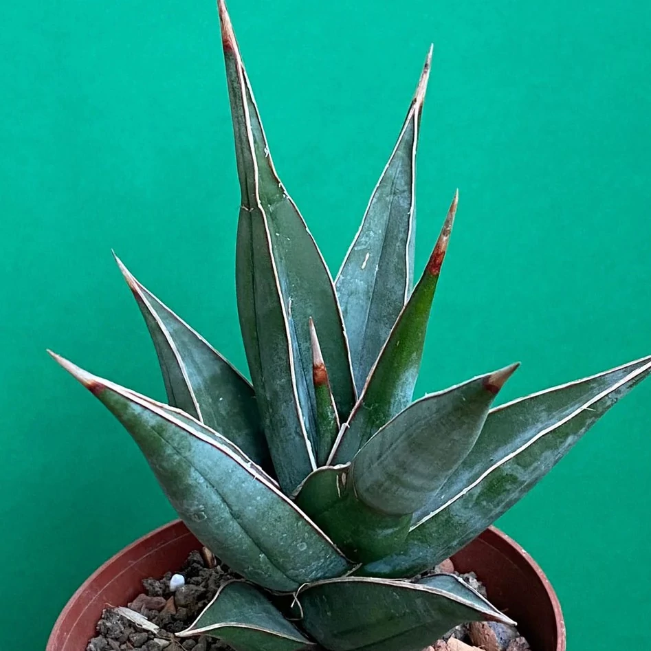 Sansevieria pinguicula