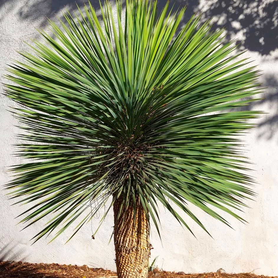 Yucca rostrata - sascsőr jukka