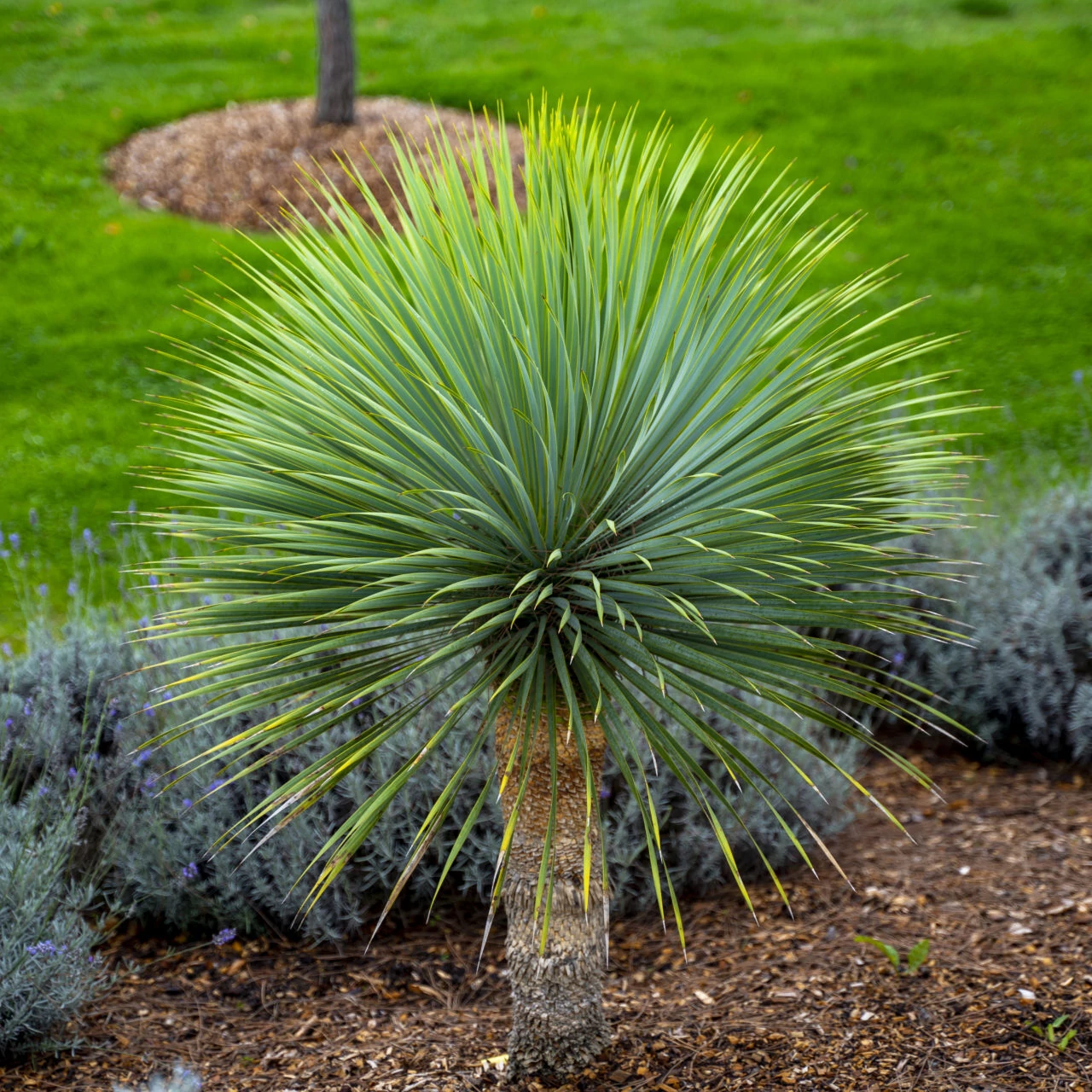 Yucca rostrata - sascsőr jukka