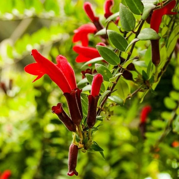 Aeschynanthus 