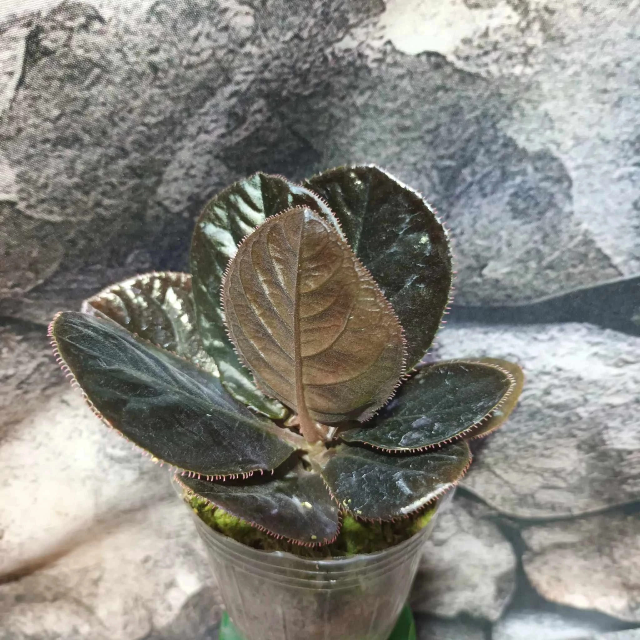 Labisia sp. Kalimantan