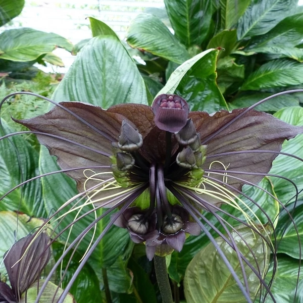 Tacca chantrieri - denevérvirág ajándék műanyag kaspóval