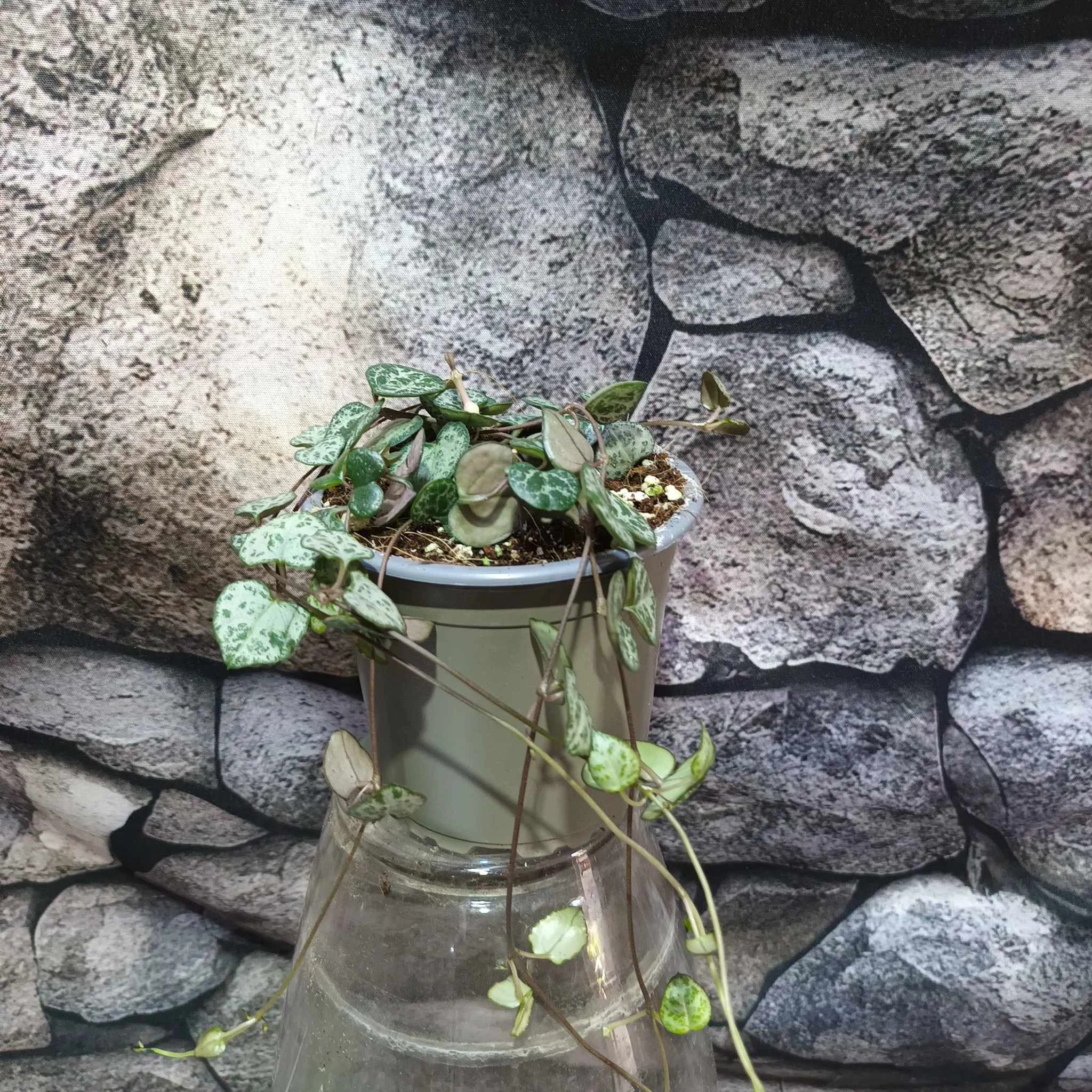 Ceropegia woodii ssp. Woodii