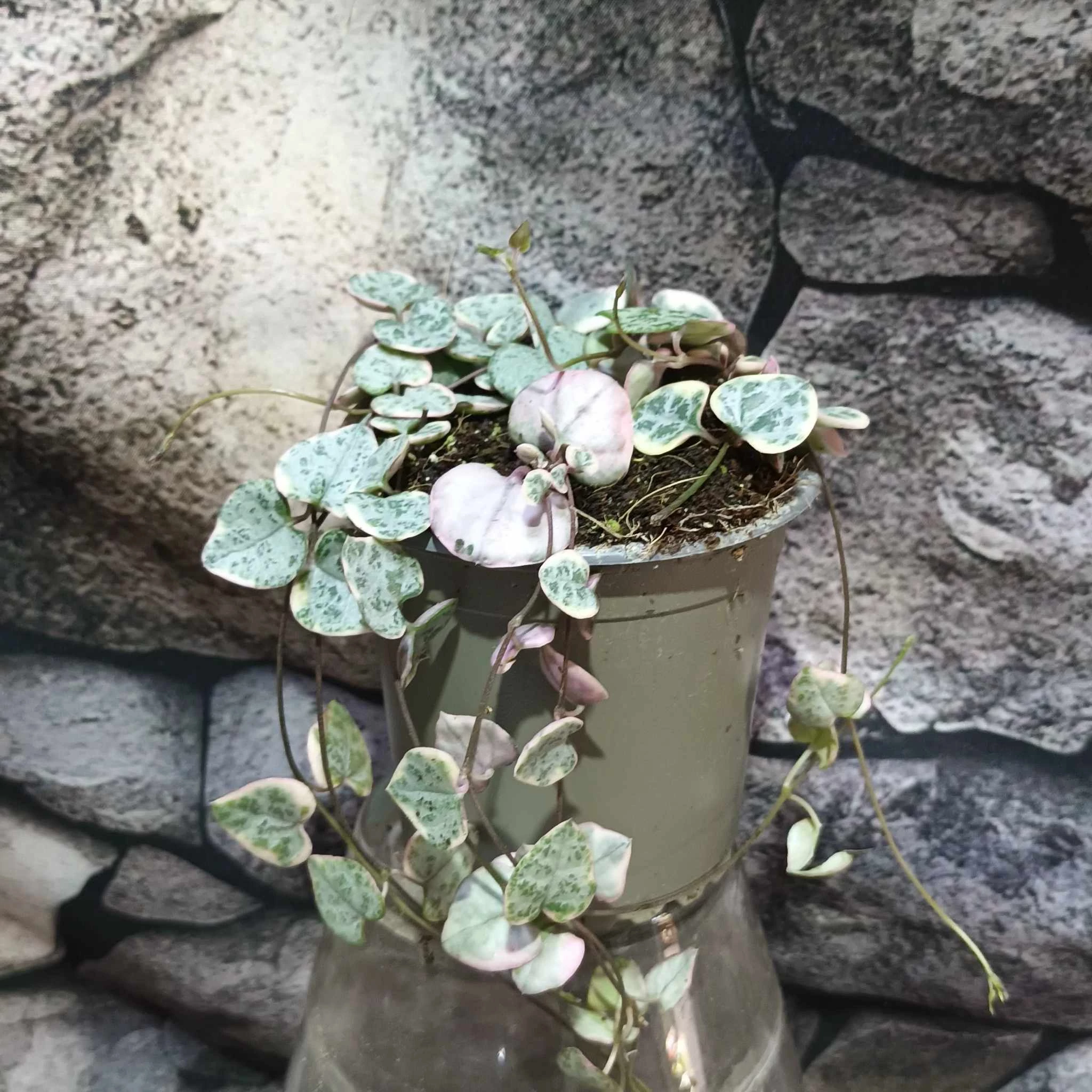 Ceropegia woodii Variegata