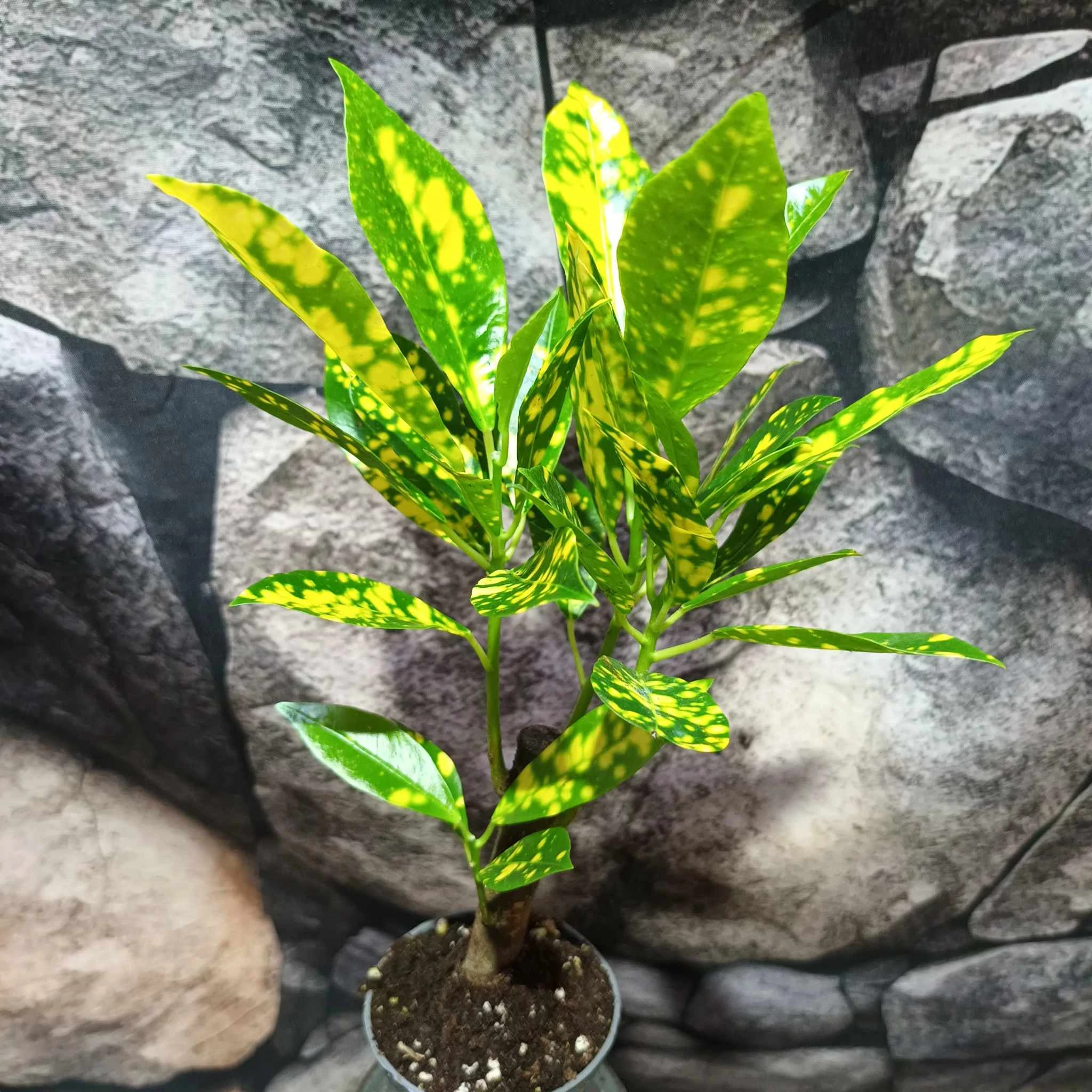 Codiaeum Aucubaefolia