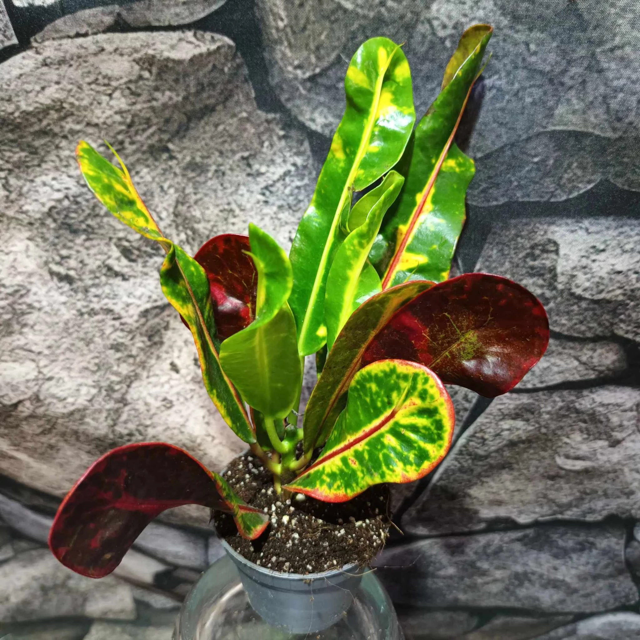 Codiaeum Mammey