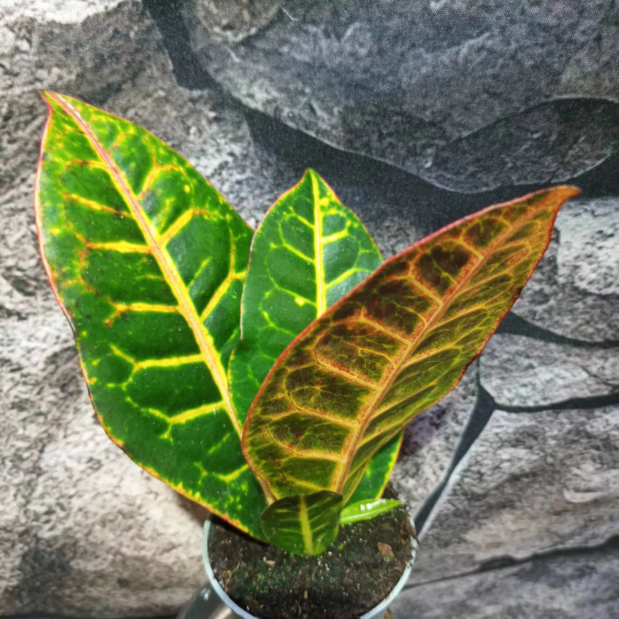 Codiaeum Petra