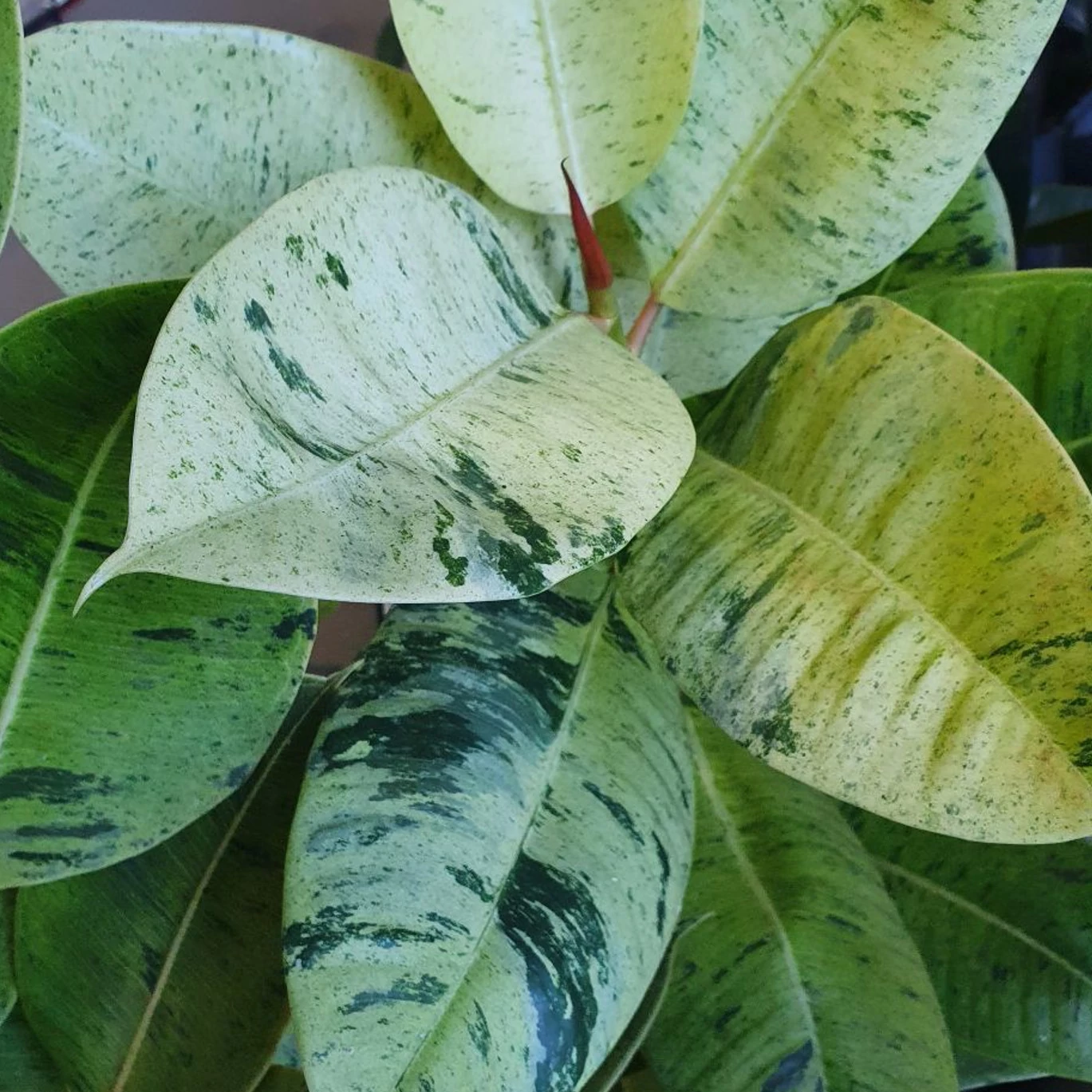 Ficus elastica Shivereana