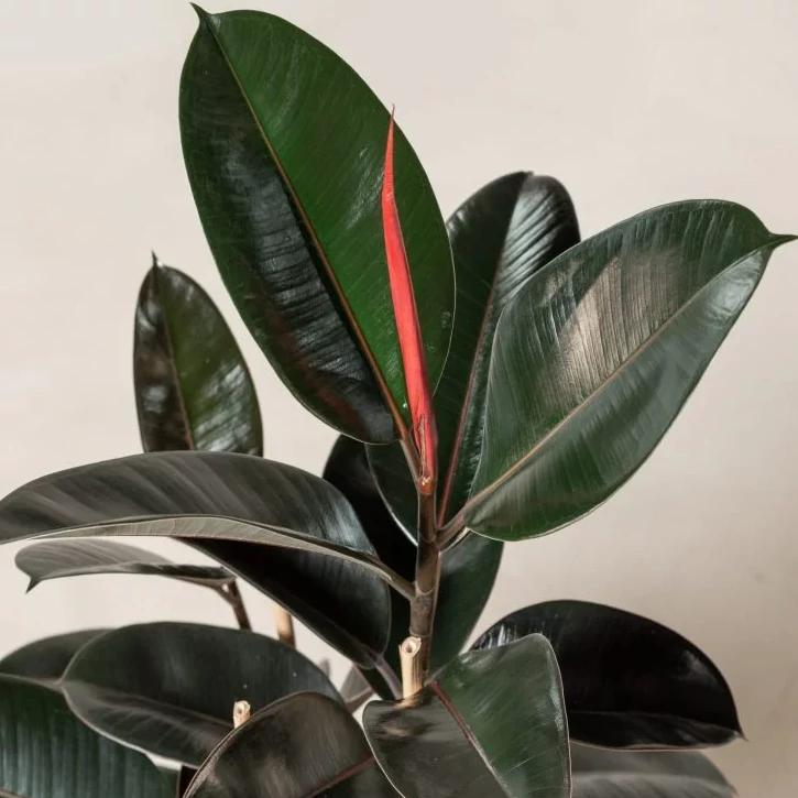 Ficus elastica 'Abidjan'
