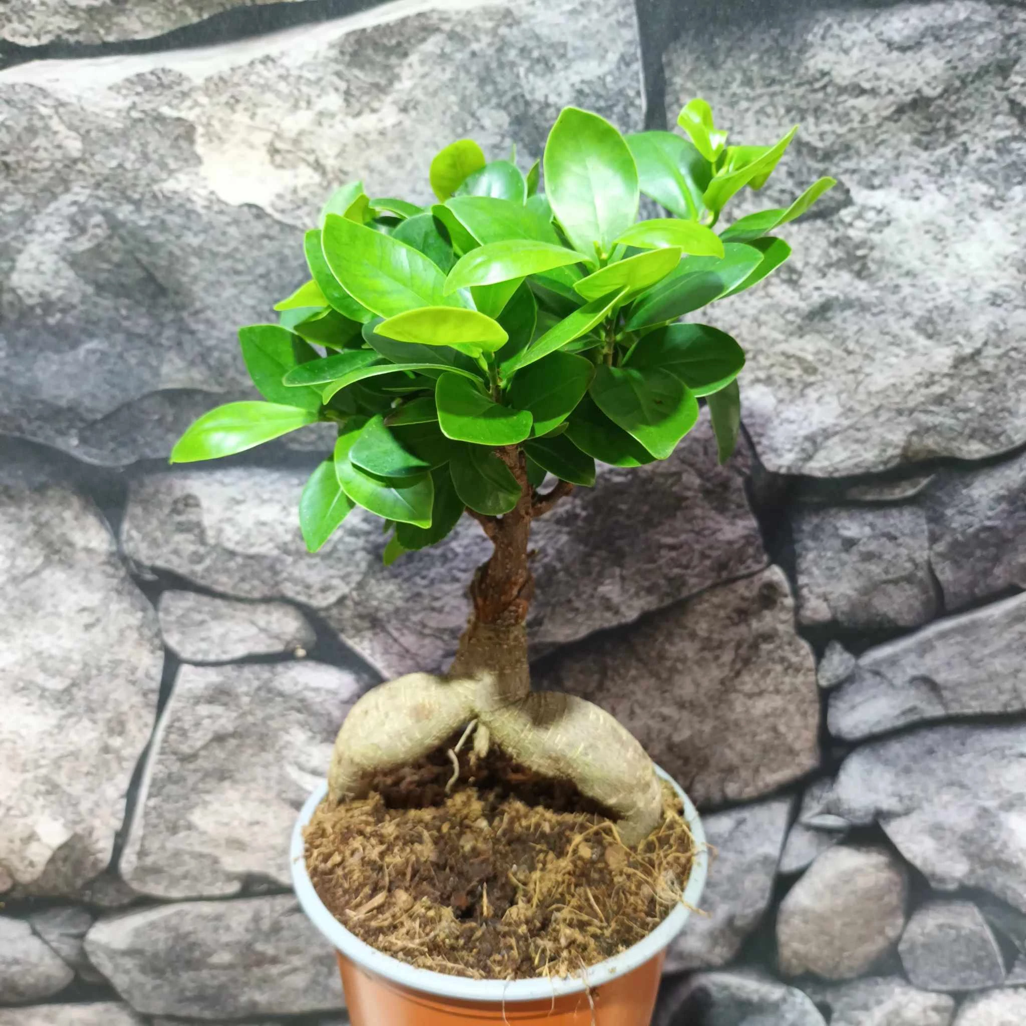 Ficus Ginseng bonsai