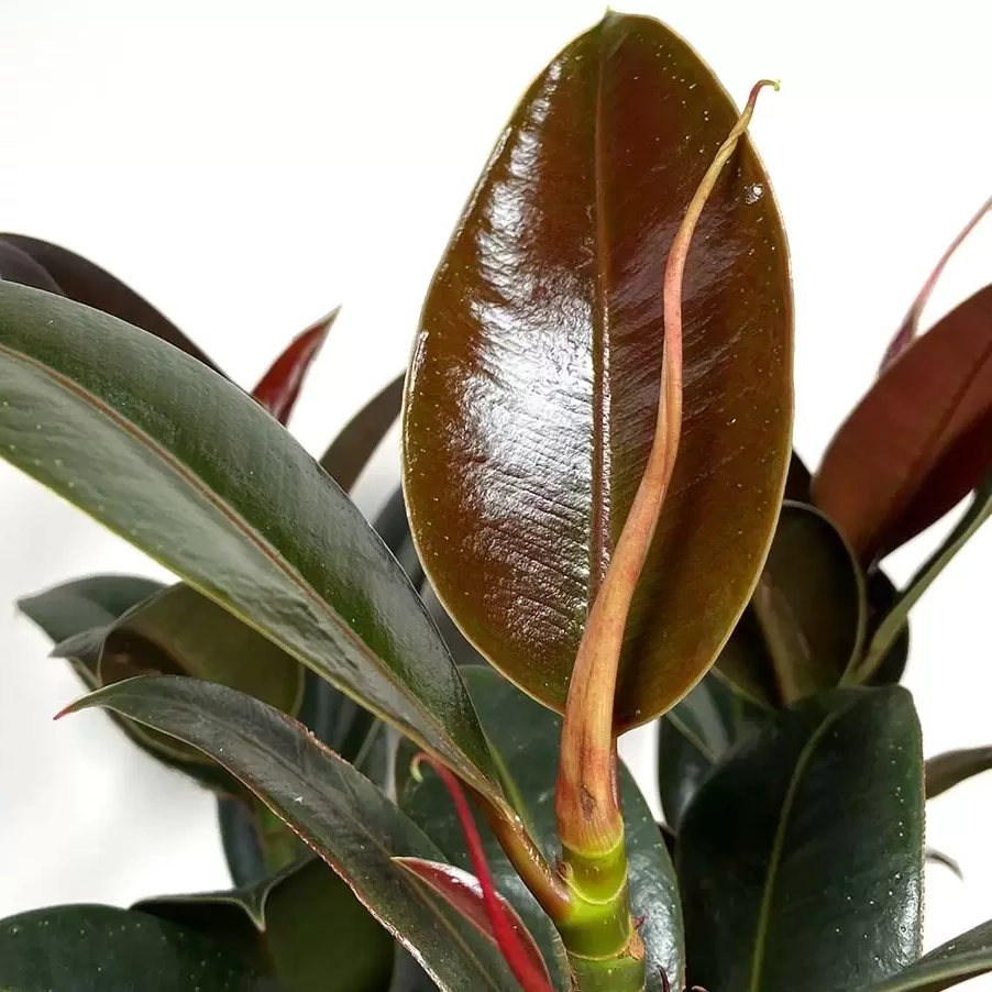 Ficus elastica Melany