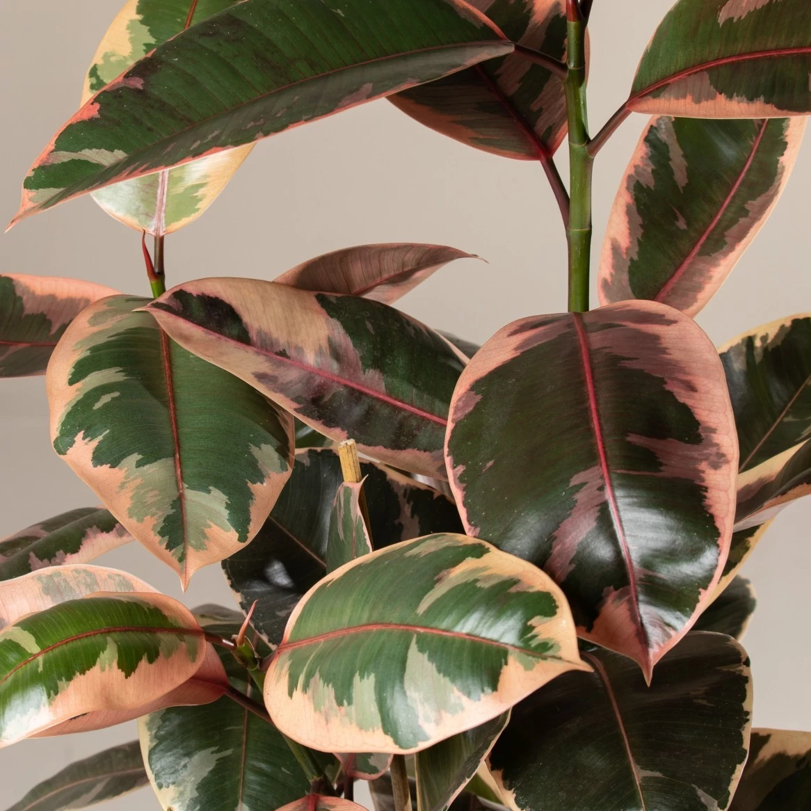Ficus elastica Belize