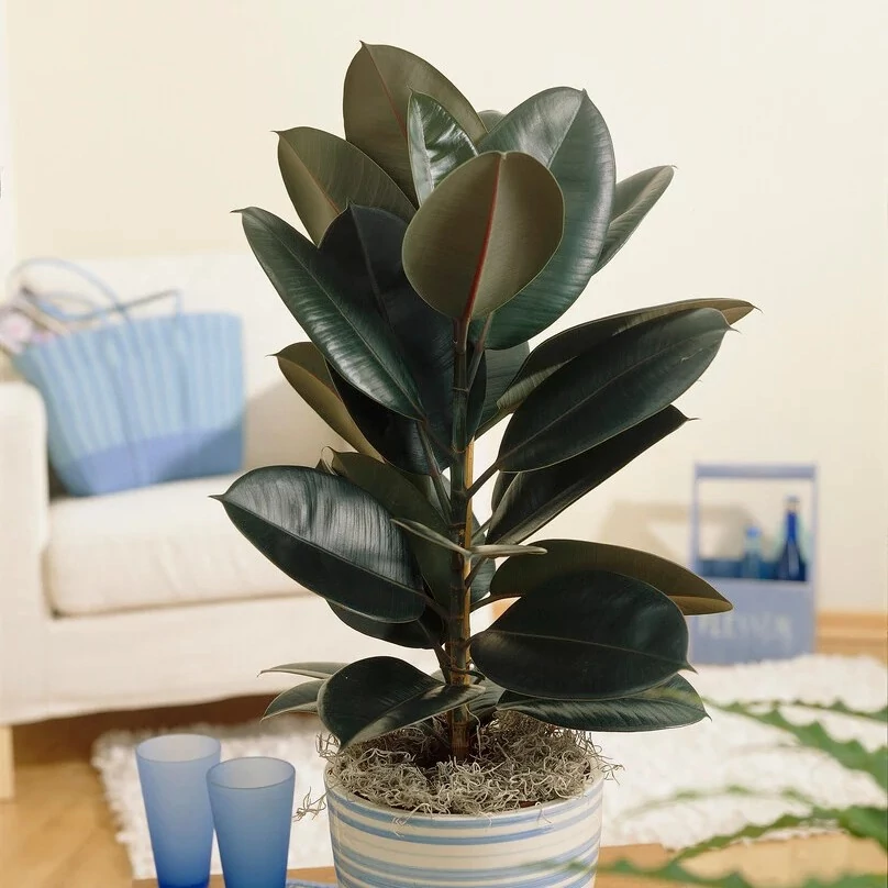 Ficus Elastica 'Abidjan'