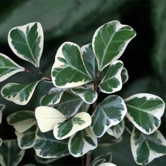 Ficus triangularis 'Sweetheart'