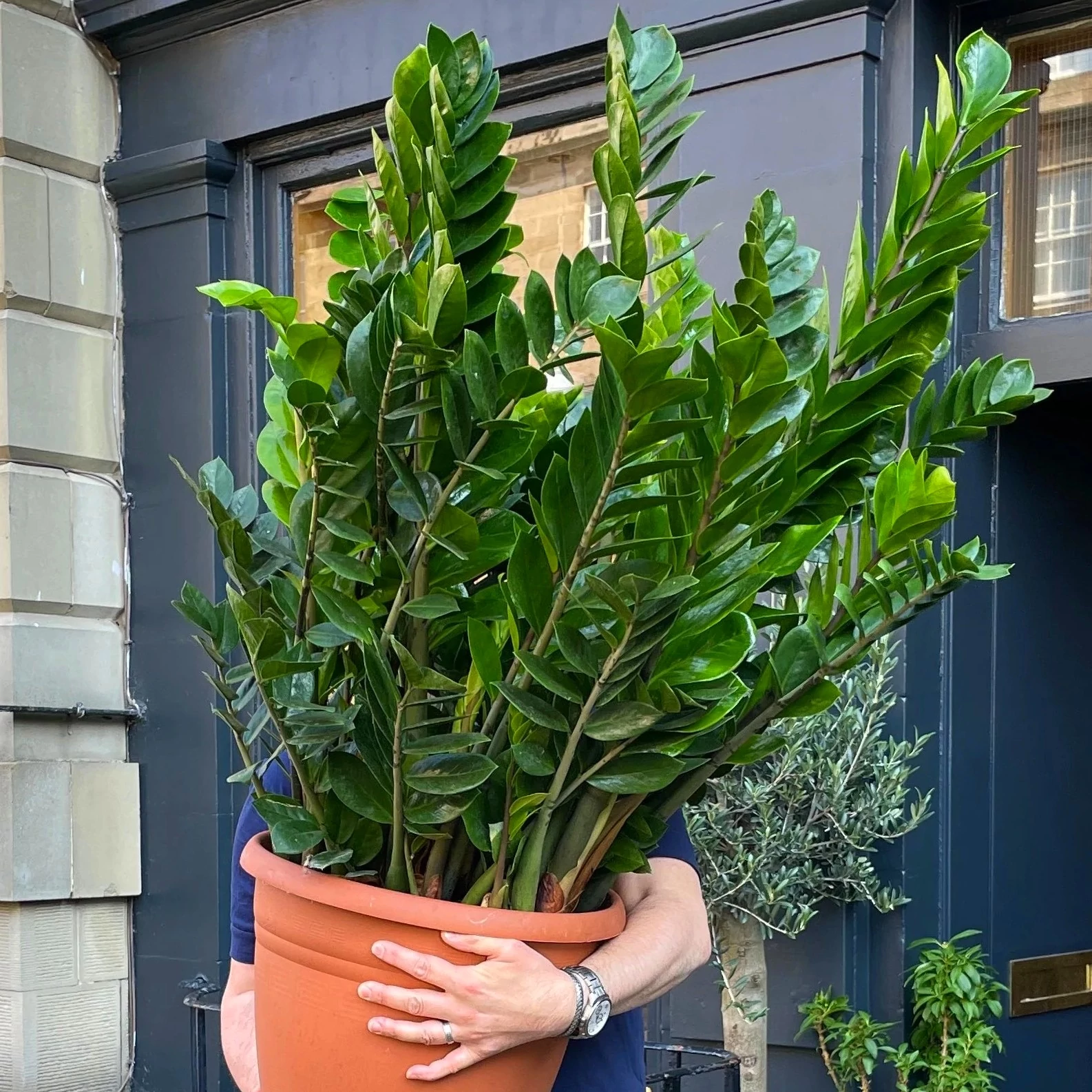 Zamioculcas zamiifolia nagy