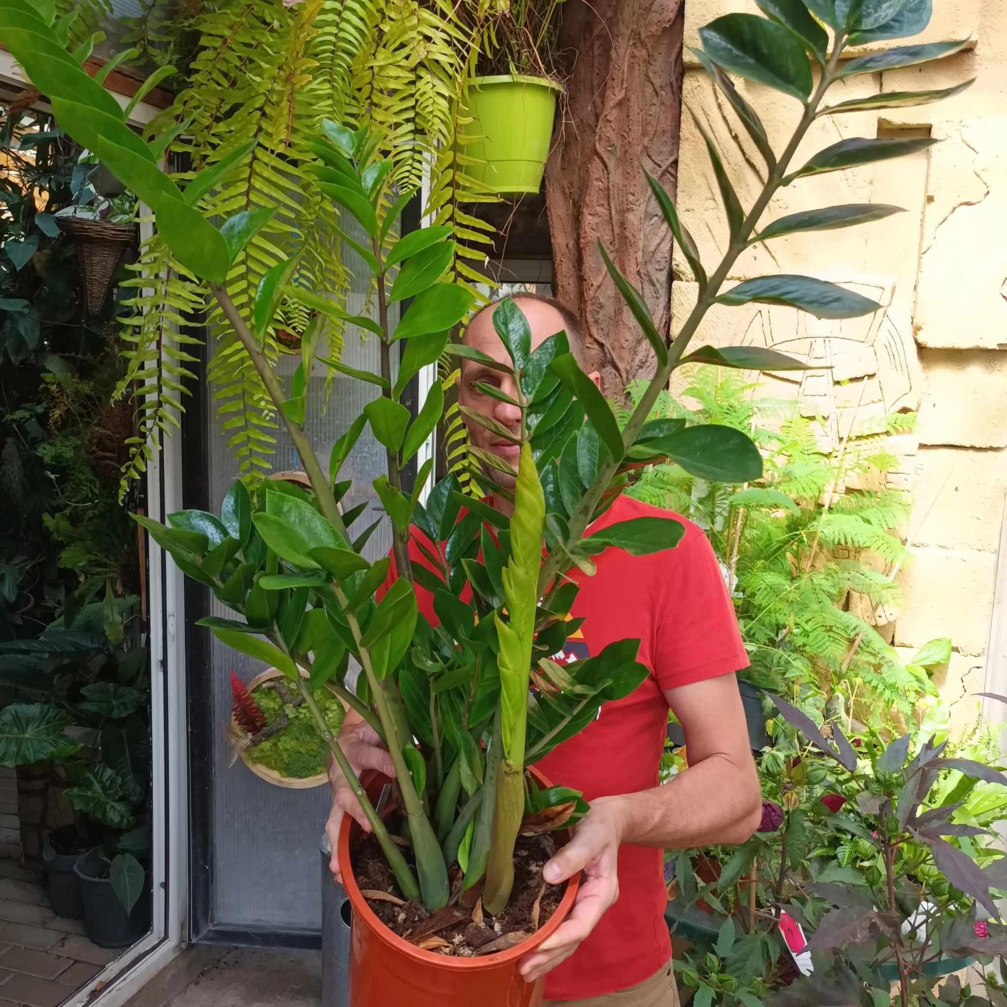 Zamioculcas zamiifolia nagy