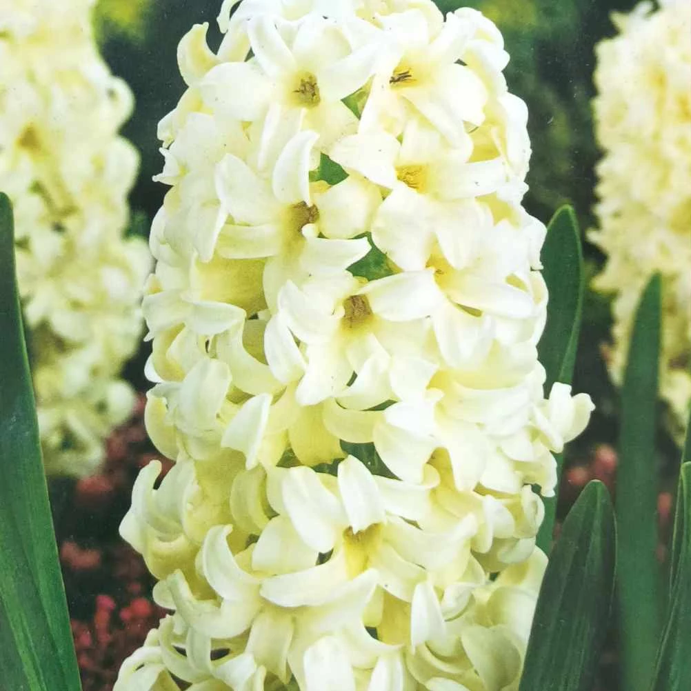 Hyacinthus Orientalis fehér