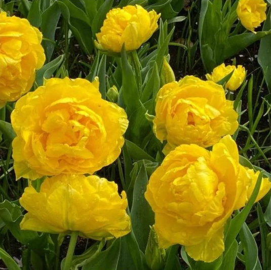 Tulipa Double Early yellow