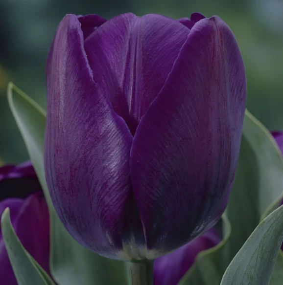 Tulipa Triumph