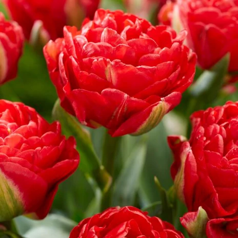 Tulipa Double Early