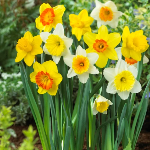Narcissus Large-Cupped mixed