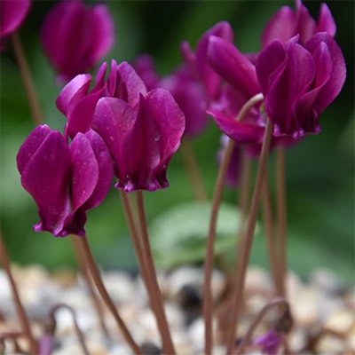 Cyclamen hederifolium