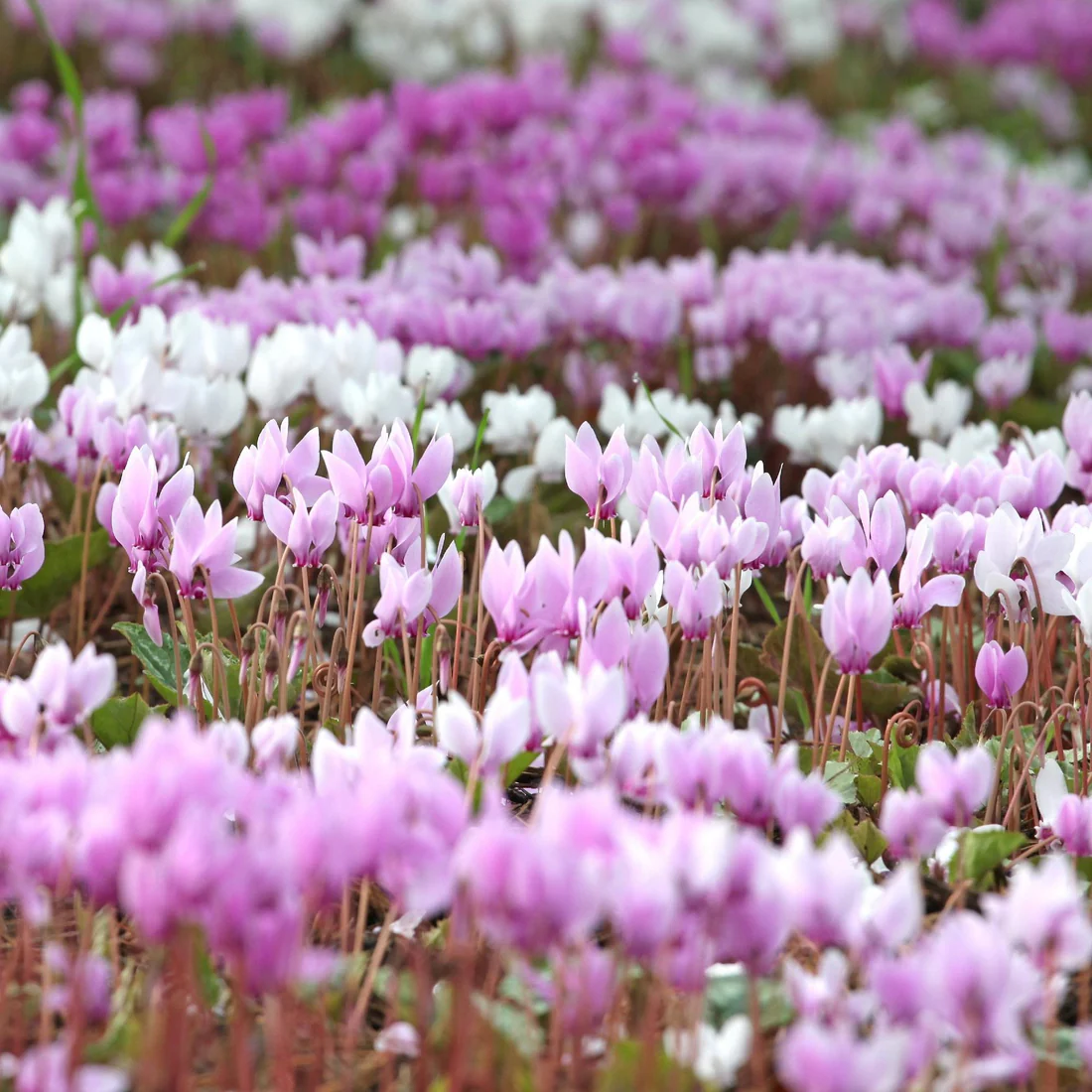 Cyclamen hederifolium 'Silver Pink'