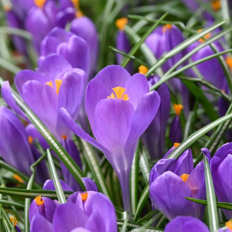 Crocus blauw