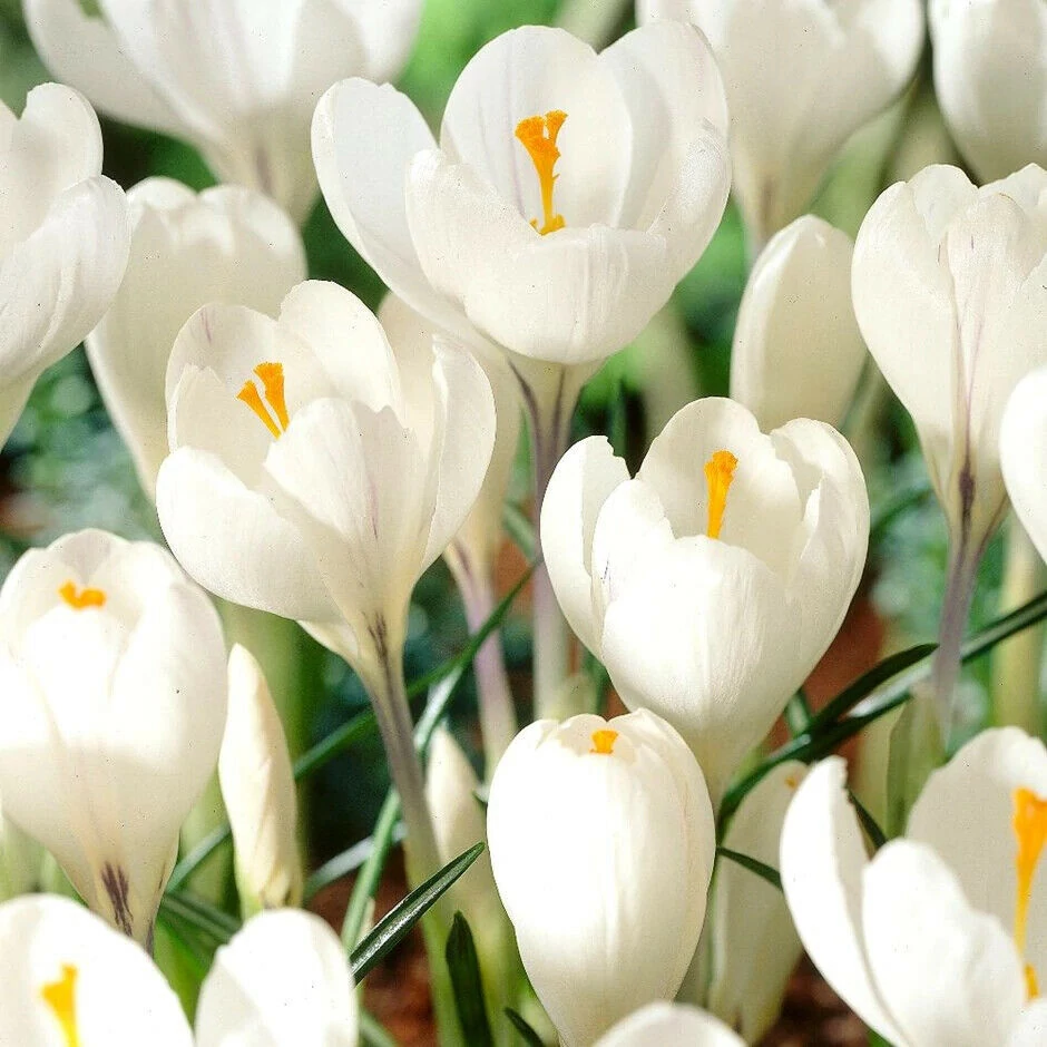 Crocus Large-Flowering