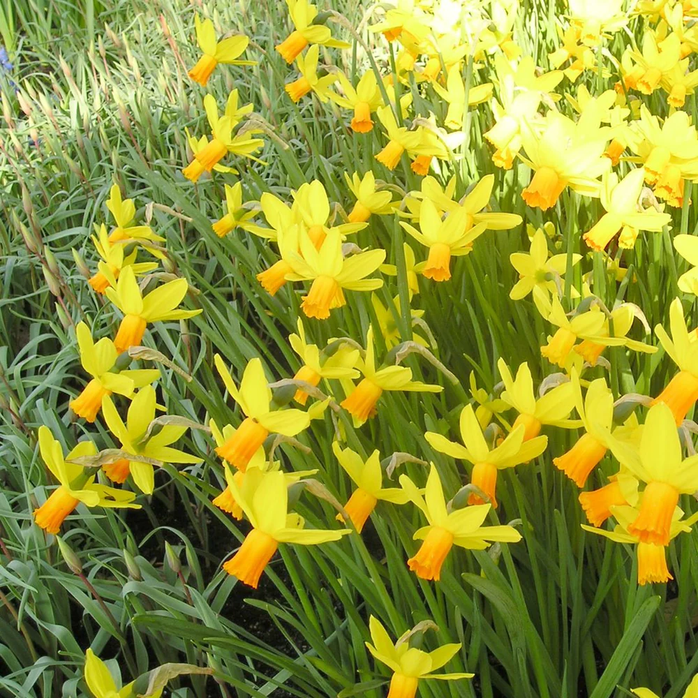 Narcissus Cyclamineus