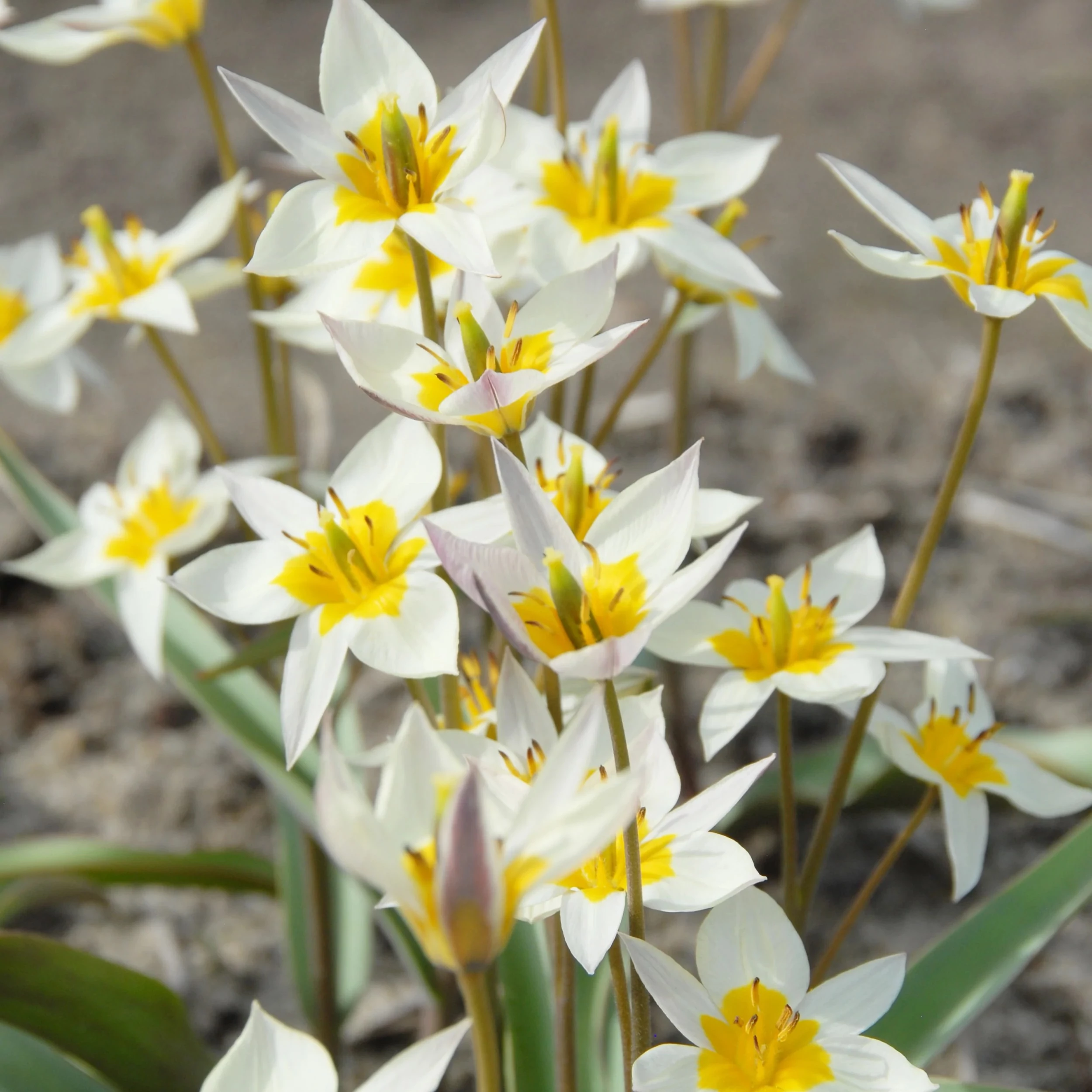 Tulipa specie white