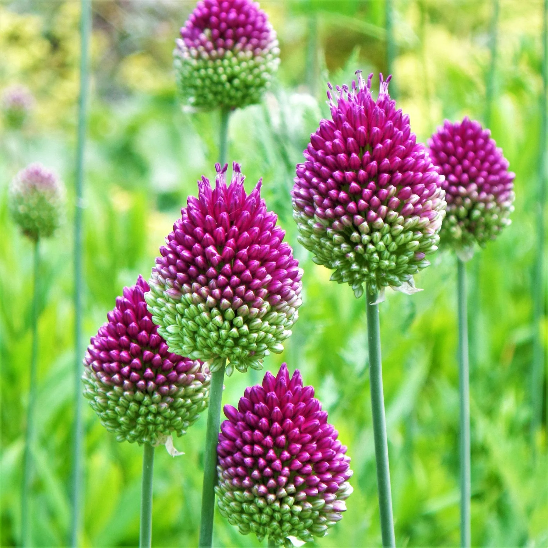 Allium sphaerocephalon