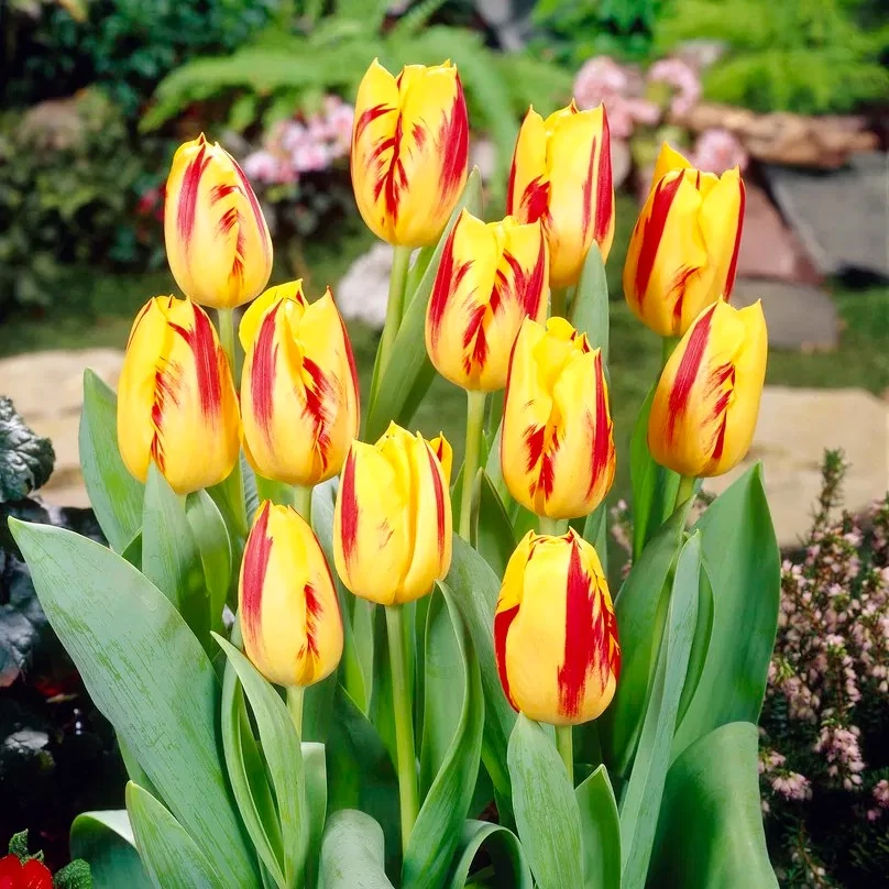Tulipa Triump
