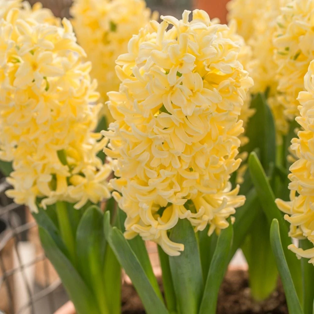 Hyacinthus Yellow