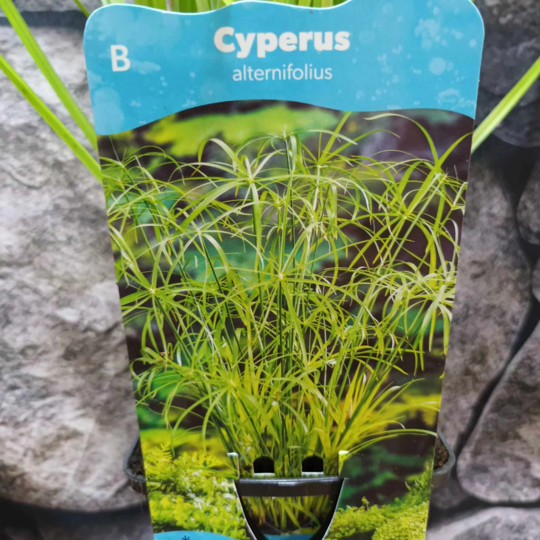 Cyperus alternifolius - vízipálma
