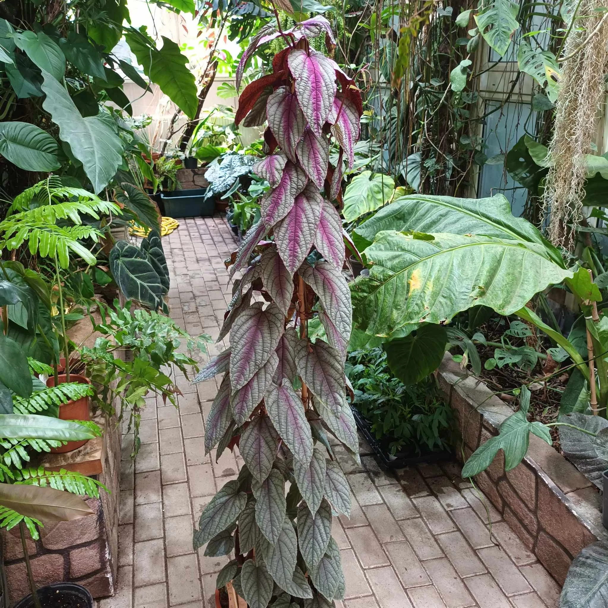 Cissus discolor Floramagic Violet