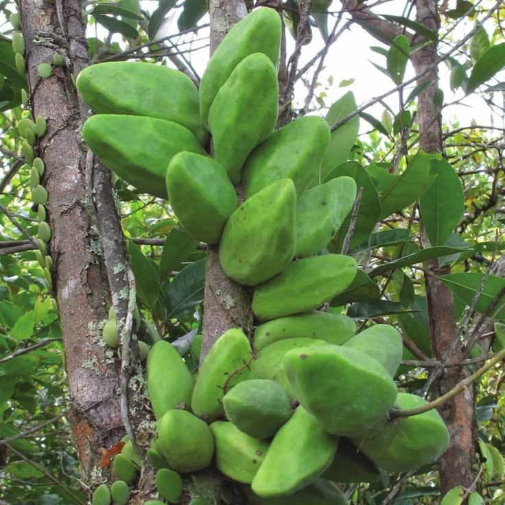 Dischidia major 'Rattle Skulls'