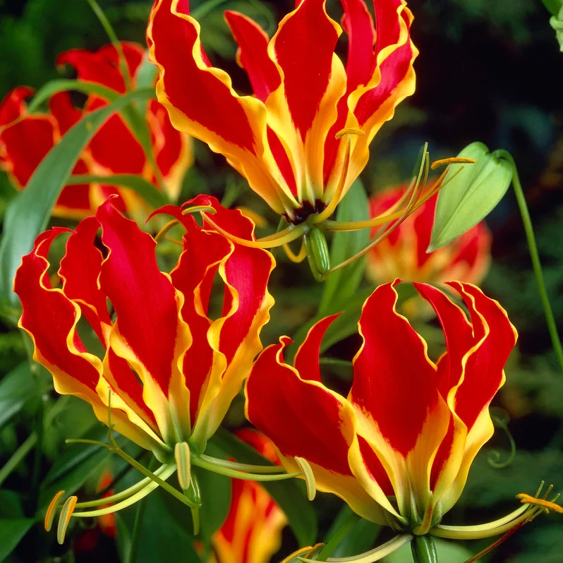 Gloriosa superba 'Rotschildiana' - koronásliliom, rizóma