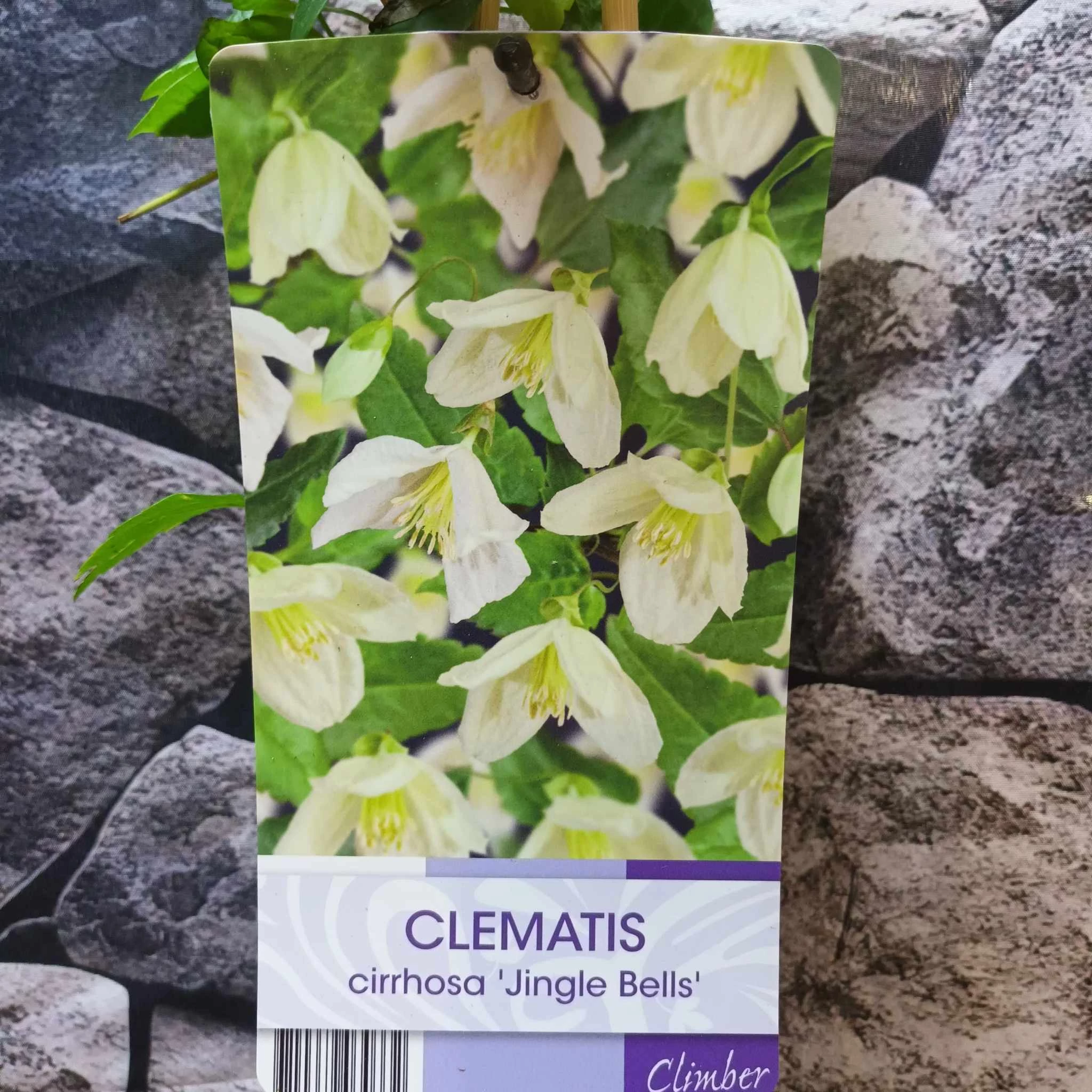 Clematis cirrhosa 'Jingle Bells'