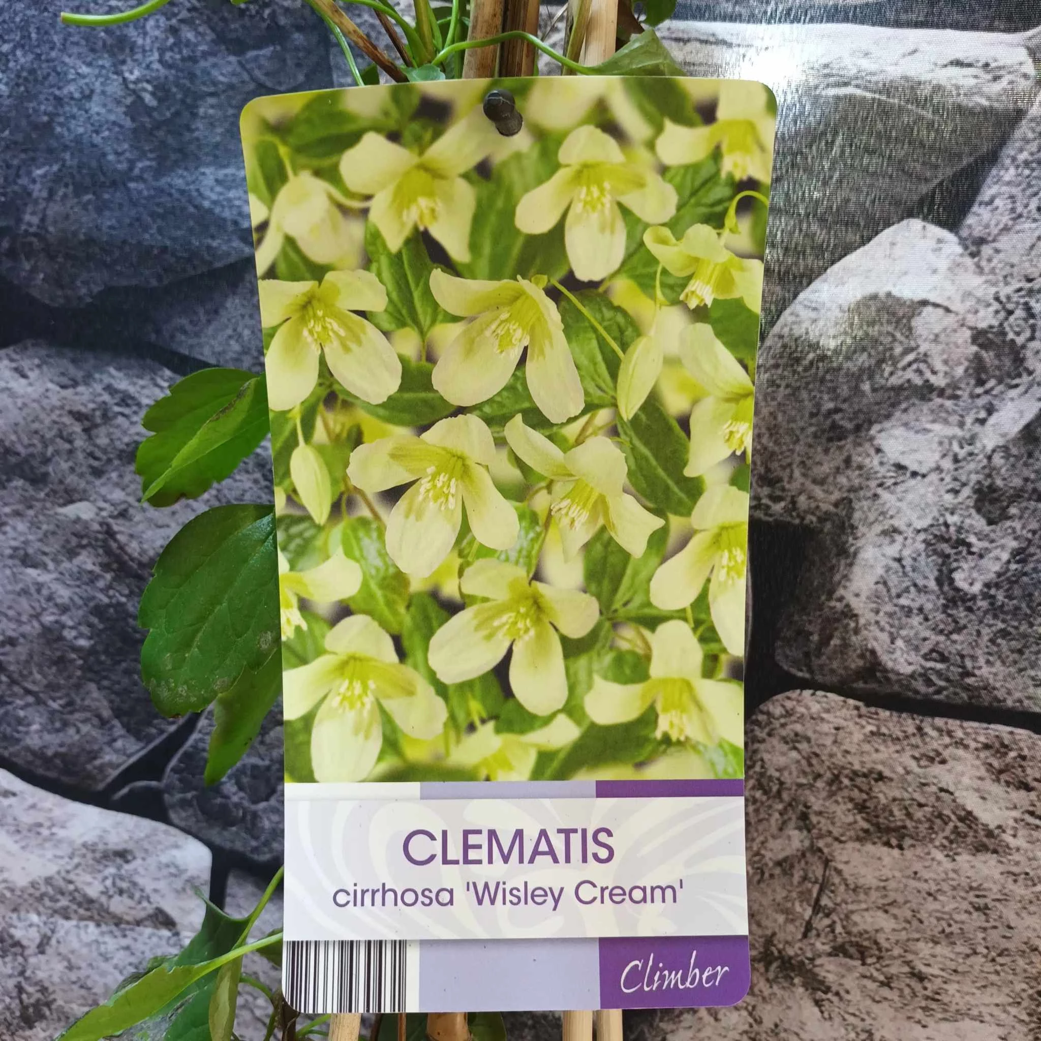 Clematis cirrhosa 'Wisley Cream'