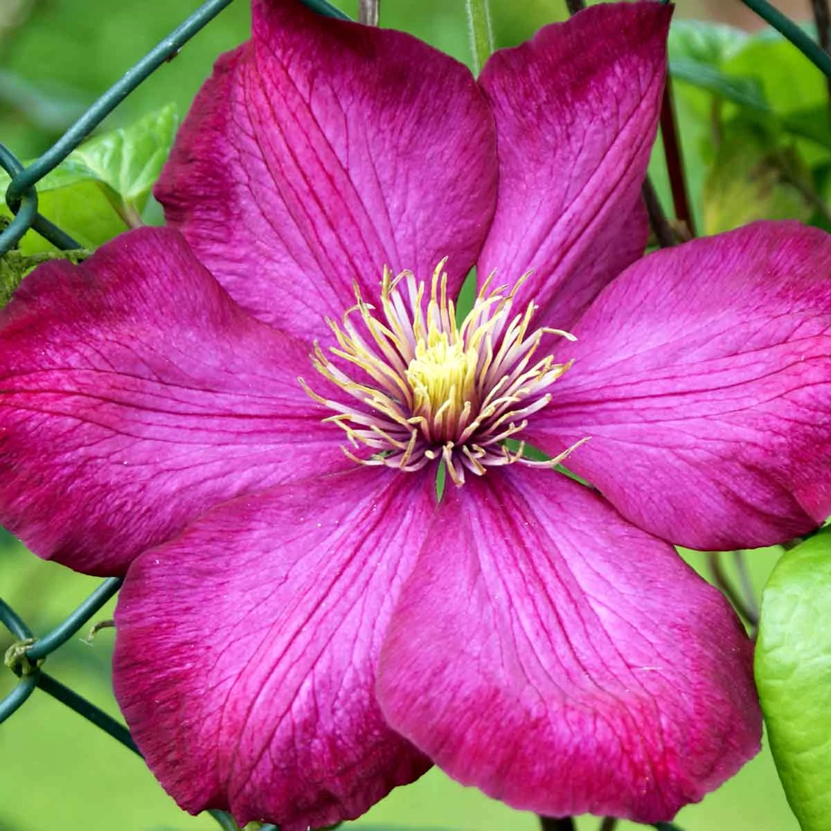 Clematis 'Ville de Lyon'