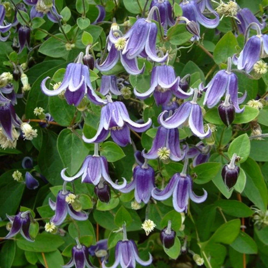 Clematis 'Fascination'